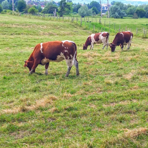The cows in the meadows The cows in the meadows