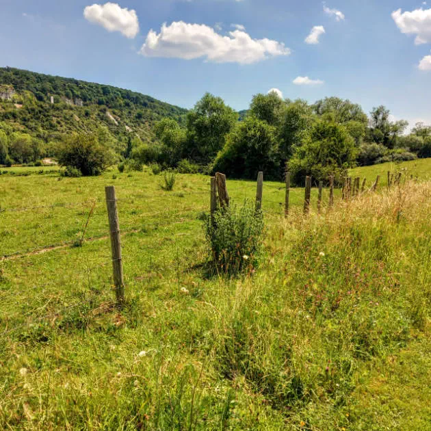 The meadows The meadows